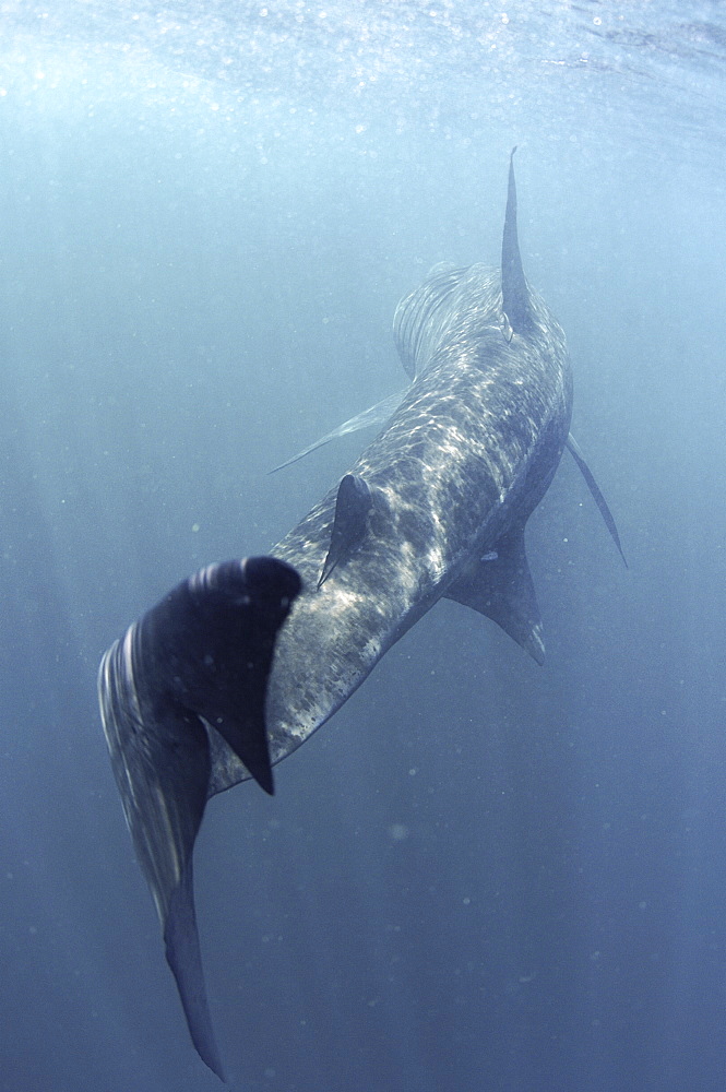 Basking Shark (Cetorhinus maximus) Close up of tail. Cornwall, UK
Restricted resolution (Please contact us).   (RR)