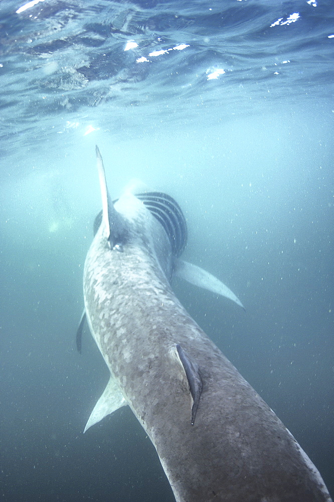 Basking Shark (Cetorhinus maximus) Cornwall, UK
Restricted resolution (Please contact us)
   (RR)