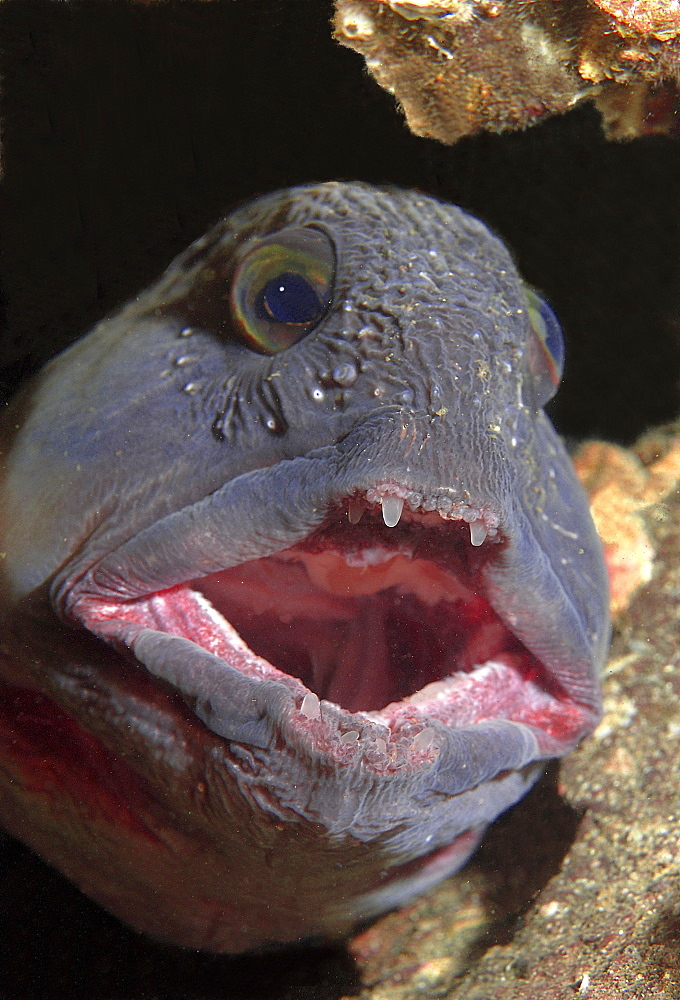 Wolf-fish (Anarhichas Lupus).
St Abbs Head, Scotland, UK, North Sea.
