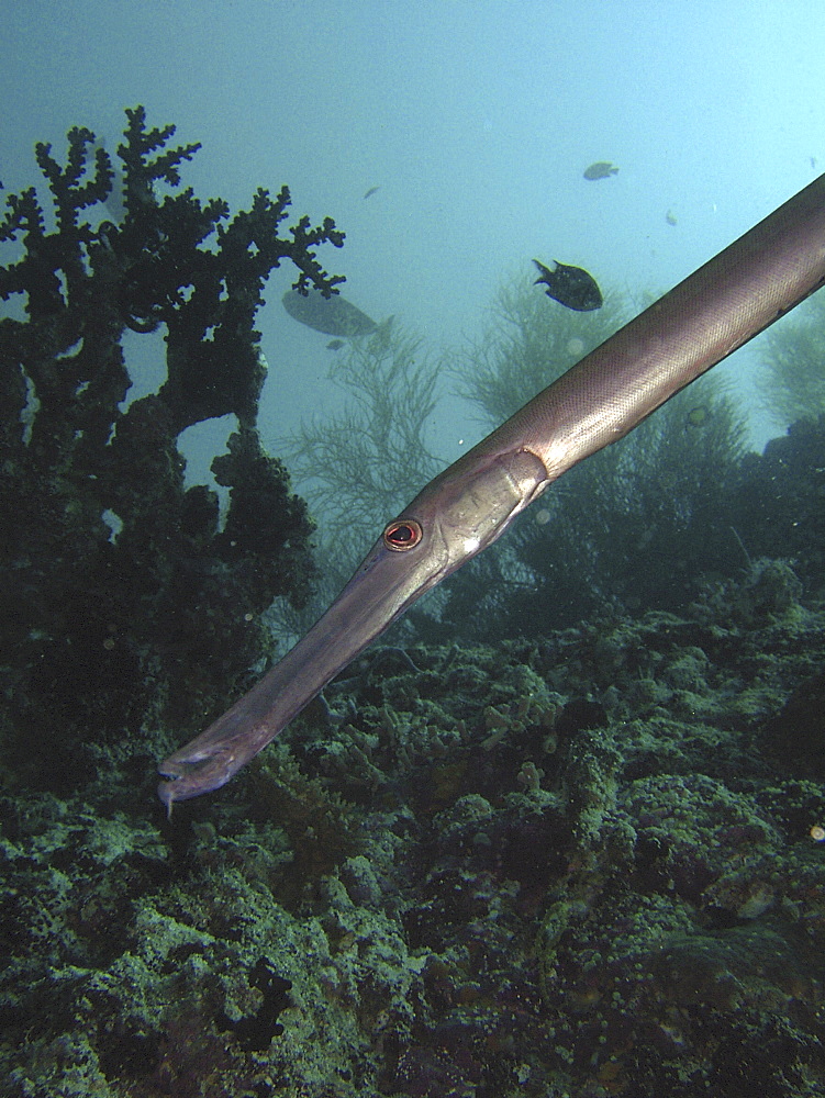 Pipefish (Species unknown)

Restricted resolution (Please contact us)   (RR)