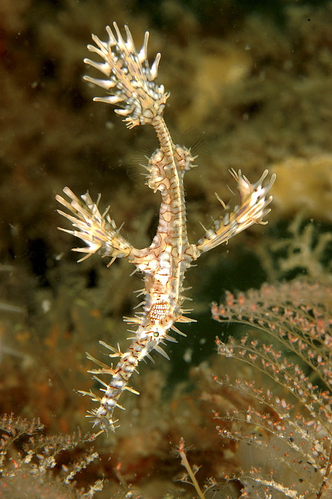 
Harlequin Ghost Pipefish (Solenostomus paradoxus).
Mabul Island, Borneo, Malaysia
Restricted Resolution (please contact us)   (RR)