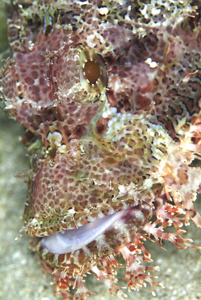 Scorpionfish (Scorpaena scropha).
Sardinia, Italy

Restricted resolution (please contact us)   (RR)