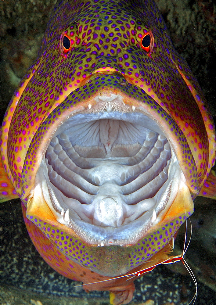 Coral Hind/Trout (Cephalopholi miniata). Mouth open. 
Nuweiba, South Sinai, Egypt, Red Sea.
