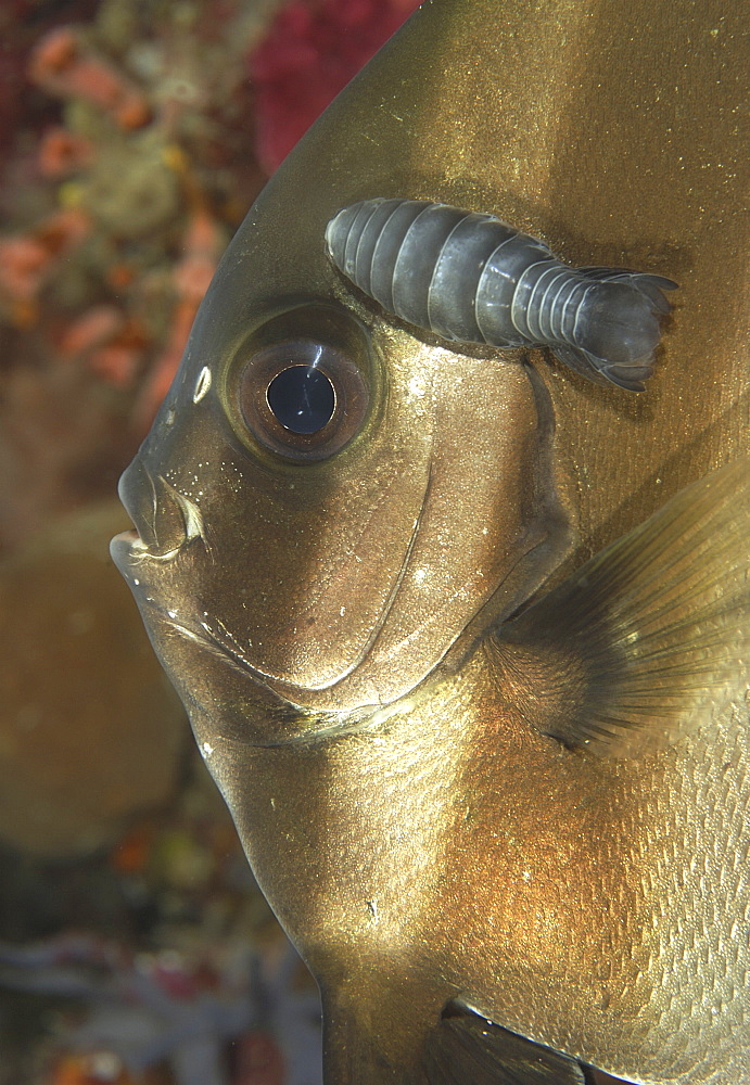 Batfish (Species unknown) with fish louse. 
Wakatobi, Onemobaa Island, Indonesia

Restricted resolution (Please contact us).   (RR)