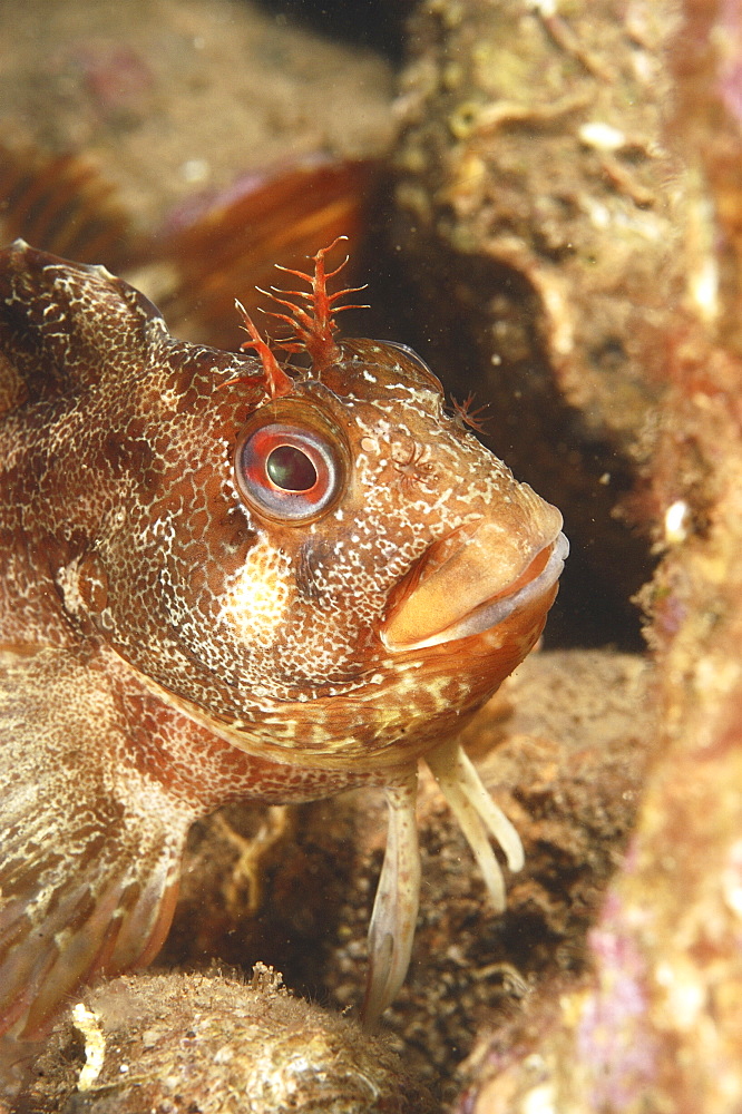 Tompot blenny (Blennius gattorugine) close up. Babbacombe, Torquay, South Devon, UK
   (RR)