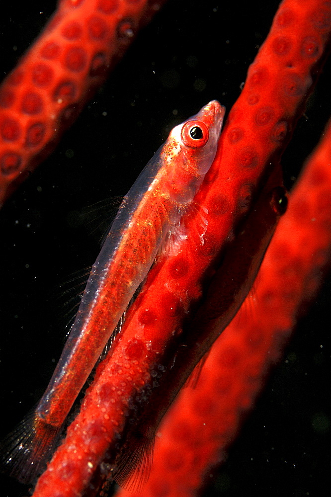 Tiny Red Goby (Pleurosicya sp) Two resting on coral. 
Mabul Island, Borneo, Malaysia
   (RR)