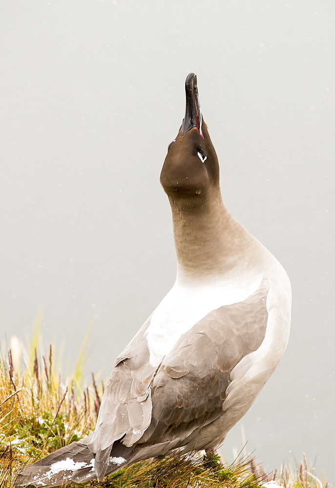 A  Light Mantled Albatross, or Light Mantled Sooty Albatross, Phoebetria palpebrata, on South Georgia, on nesting cliffs at Grytviken, calling to its mate.