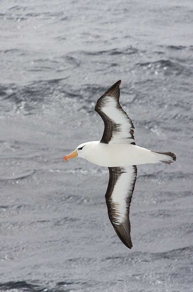 A Black Browed Albatross; Thalassarche melanophrys, flying in the Drake Passage, Sub-Antarctica.