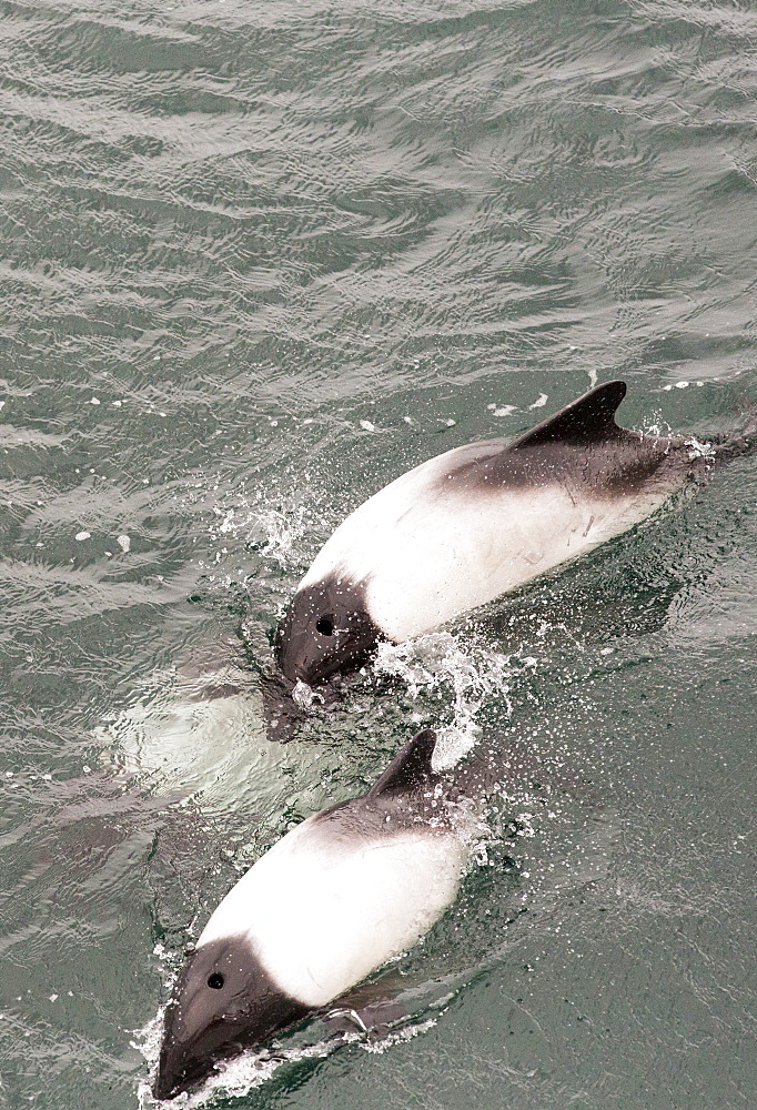 Commerson's Dolphin (Cephalorhynchus commersonii) swimming round a ship off the Falkland Islands.