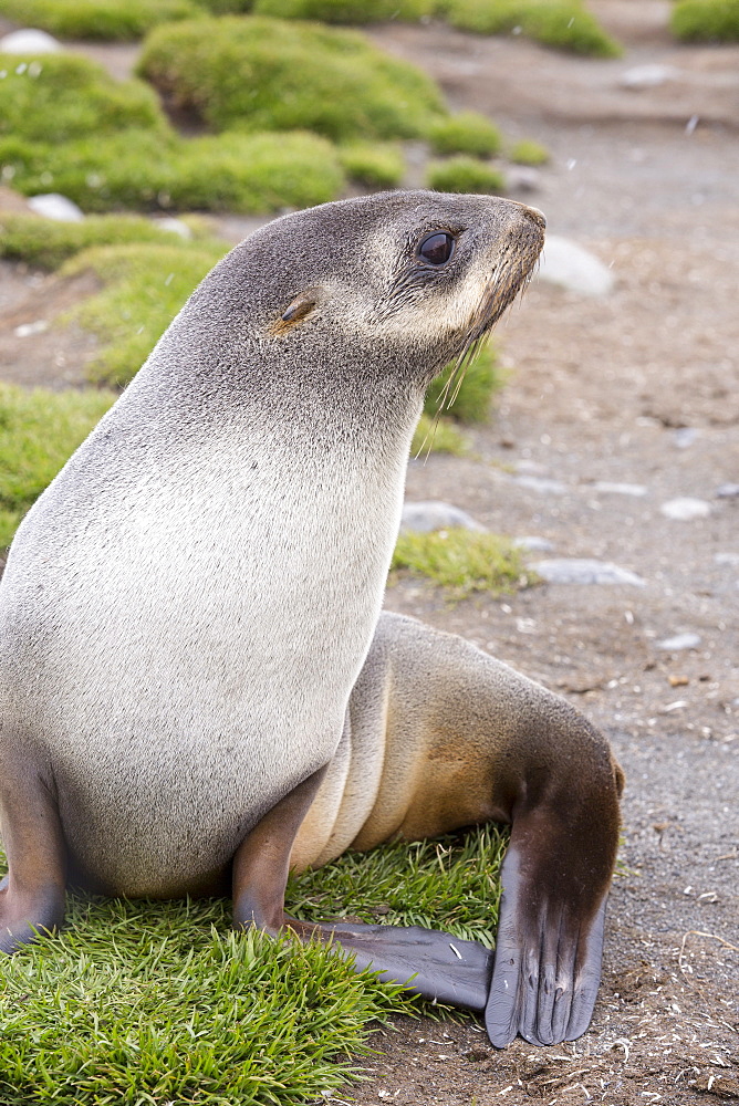 A female Antarctic Fur Seal (Arctocephalus gazella) at Salisbury Plain, South Georgia, Southern Ocean.