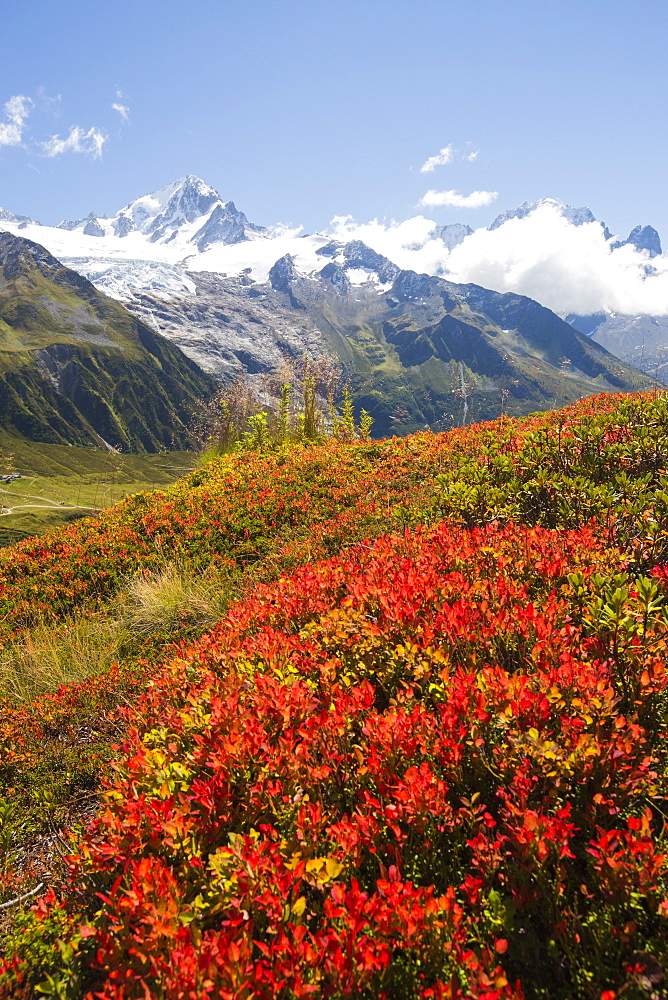 The Mont Blanc range from the Aiguillette des Posettes with Bilberry plants colouring up in late summer.