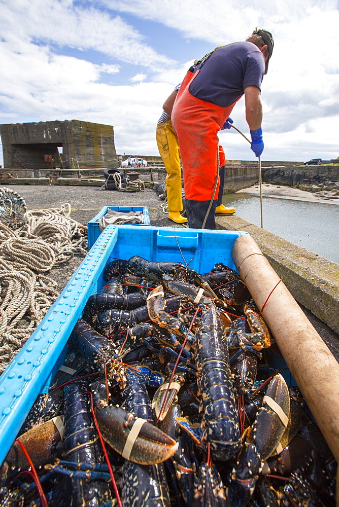 Fishermen unload Lobsters caught off Craster in Northumberland, UK.