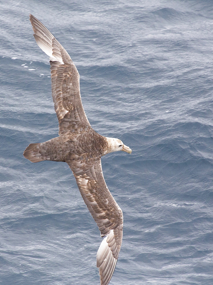 A Southern Giant Petrel, Macronectes giganteus, flying in the Drake Passage, Sub-Antarctic.