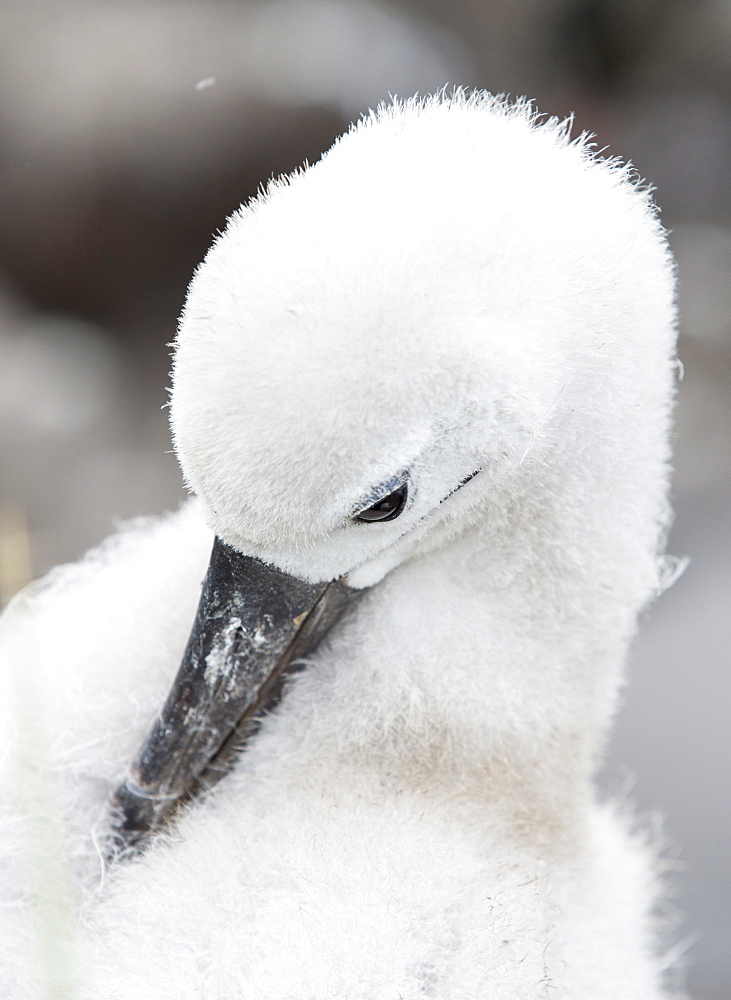 A Black Browed Albatross (Thalassarche melanophris) chick sitting on a nest in a mixed nesting colony of albatross's and Rockhopper Penguins