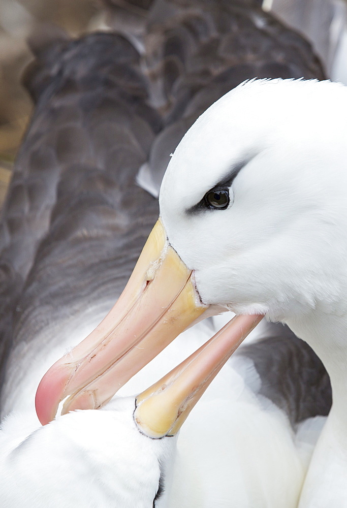 A pair of Black Browed Albatross (Thalassarche melanophris) Allopreening to reinforce the pair bond in a nesting colony on Westpoint island in the Falkland Islands off Argentina, in South America. Albatrosses are globally thratened by long line fishing boats who are responsible for killing thousands of birds.