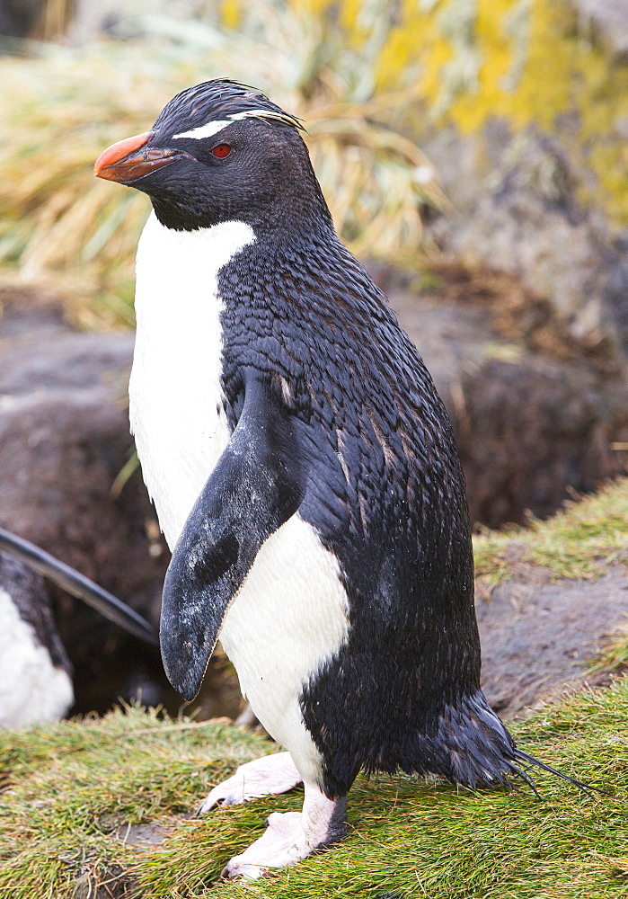 Rockhopper Penguins (Eudyptes chrysocome) washing in a stream on Westpoint island in the Falkland Islands off argentina, in South America. Numbers off rocxkhoppers have declined substantially, partly due to competition with commercial fishing and partly due to climate change, which causes their prey food to migrate to cooler waters.