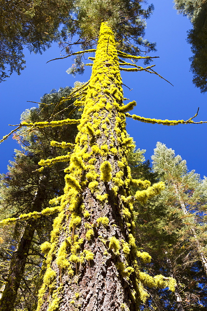 Letharia, or Wolf Lichen grwoing on a tree in Yosemite National Park, California, USA.