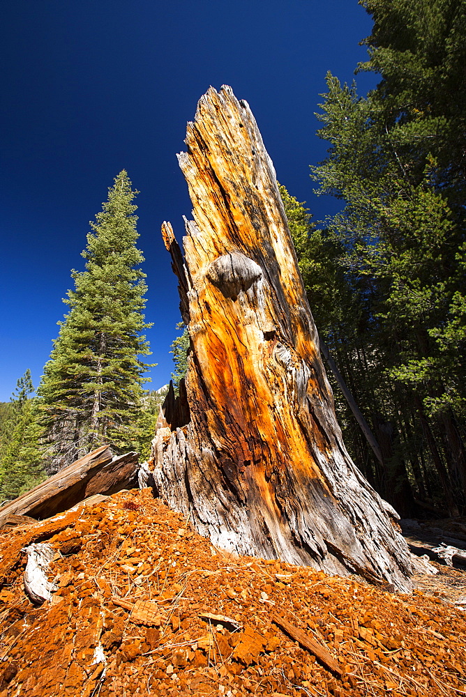 A dead tree in the Little Yosemite Valley, Yosemite National Park, California, USA.