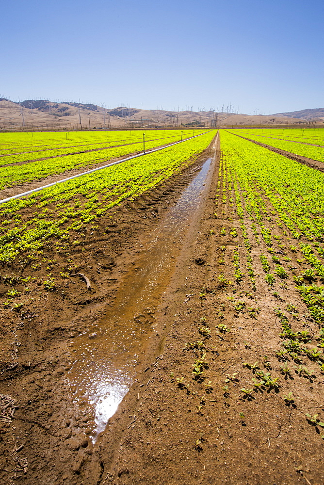 Crops being irrigated below the Tehachapi Pass wind farm, the first large scale wind farm area developed in the US, California, USA.