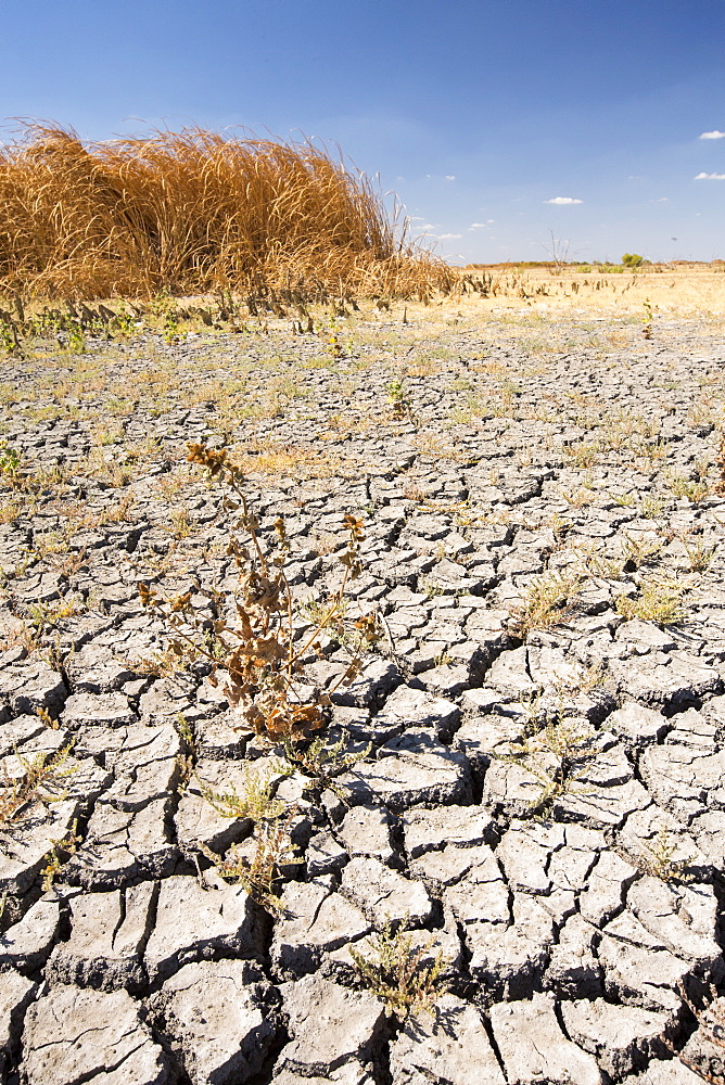 The Kern Valley Wildlife Refuge in California's Central Valley was created as important resting and feeding grounds for wildfowl migrating along the pacific flyway. After four years of unprecedented drought, the water shortages in California are critical. The reserve has received only 40% of its usual warer, with the result that most of the lake beds are dried up and dessicated, leaving the birds nowhere to go.