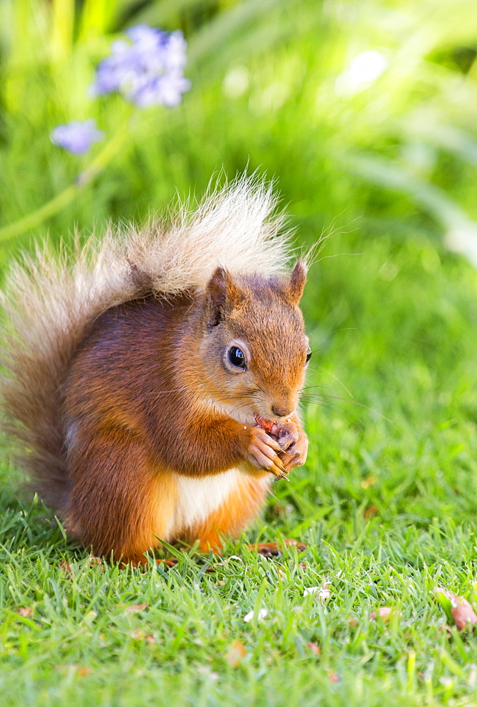 Red Squirrel feeding at Haweswater, Lake District, UK.