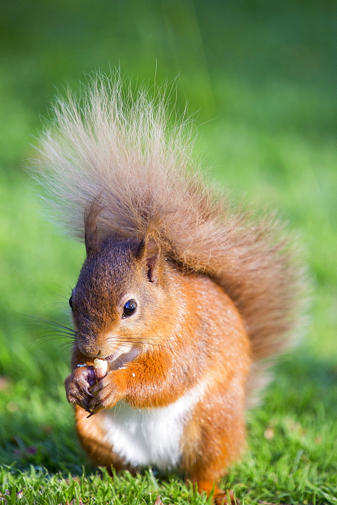 Red Squirrel feeding at Haweswater, Lake District, UK.