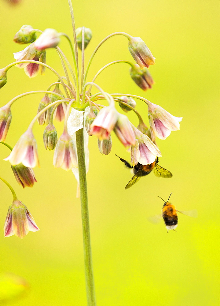 Bumble Bee gathering pollen from an Alium flower.