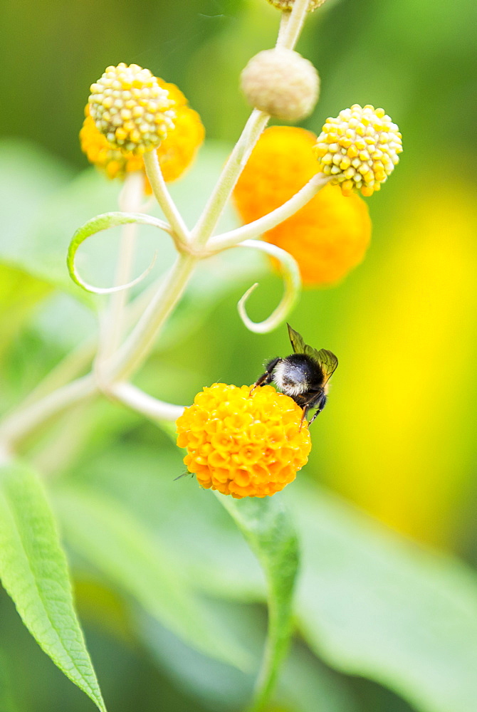 Bumble Bee gathering pollen from a Buddleia flower.