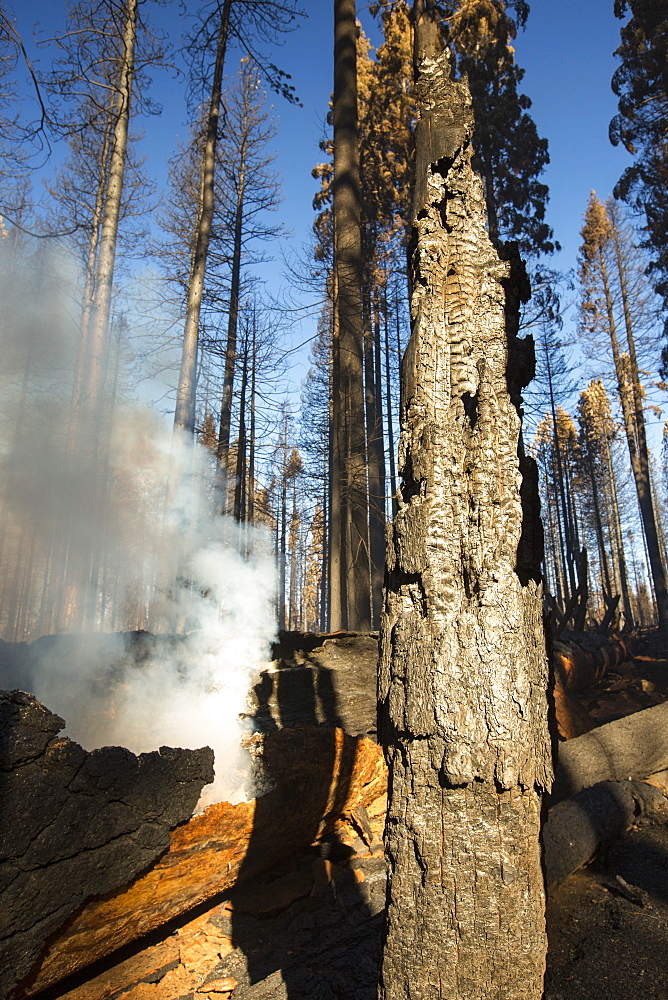 The King Fire that burned 97,717 acres of the El Dorado National Forest in California, USA. Following an unprecedented four year long drought, wild fires are much more common. Most of California is in exceptional drought, the highest level of drought classification. 428,000 acres of agricultural land have been taken out of production due to lack of water, thousands of agricultural workers have lost their jobs and one third of all children in California go to bed hungry.