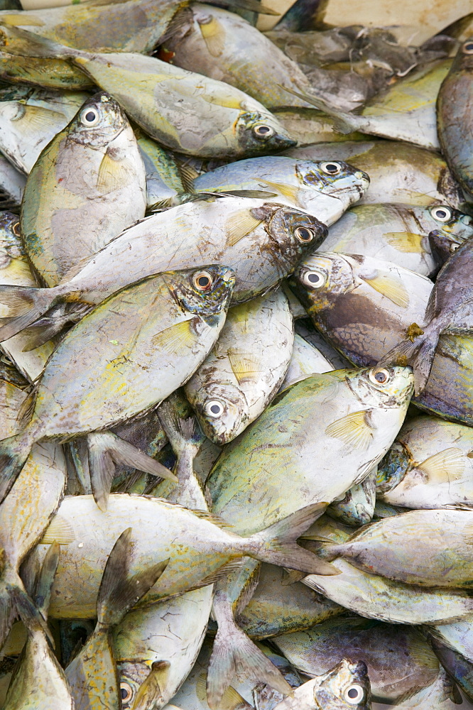 Tropical fish caught off Funafuti Atoll, Tuvalu, Pacific