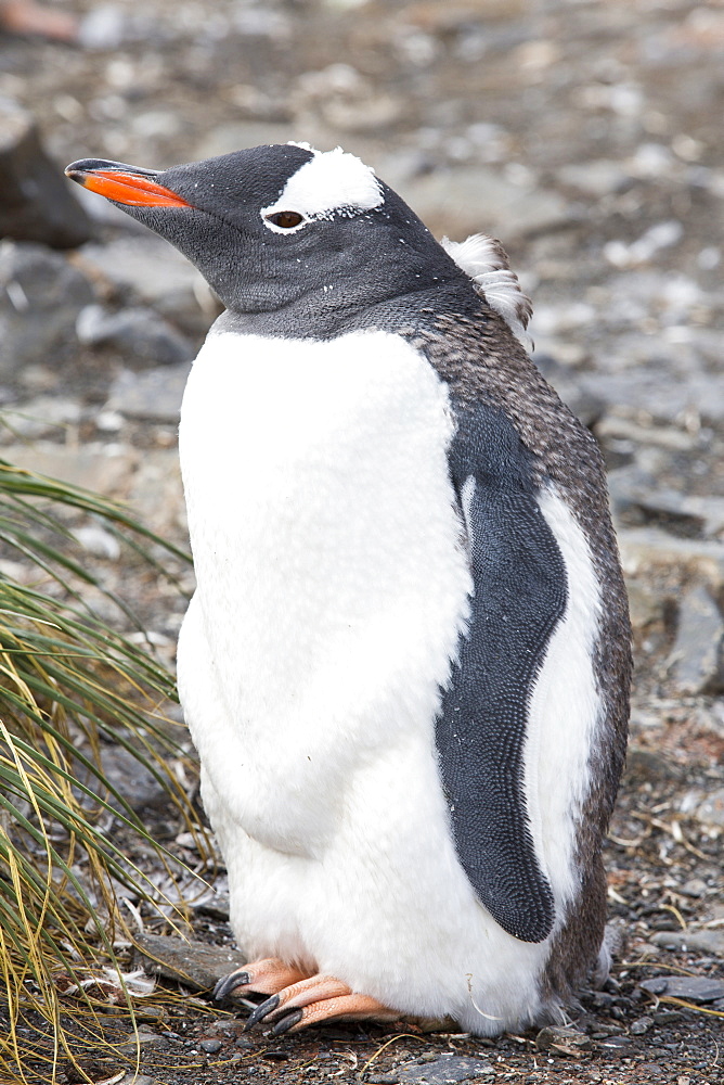 A Gentoo Penguin on Prion Island, South Georgia.