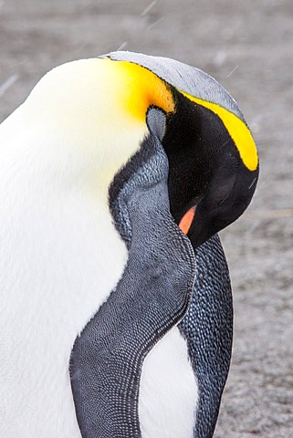 A King Penguin sleeping in the world's second largest King Penguin colony on Salisbury Plain, South Georgia, Southern Ocean.