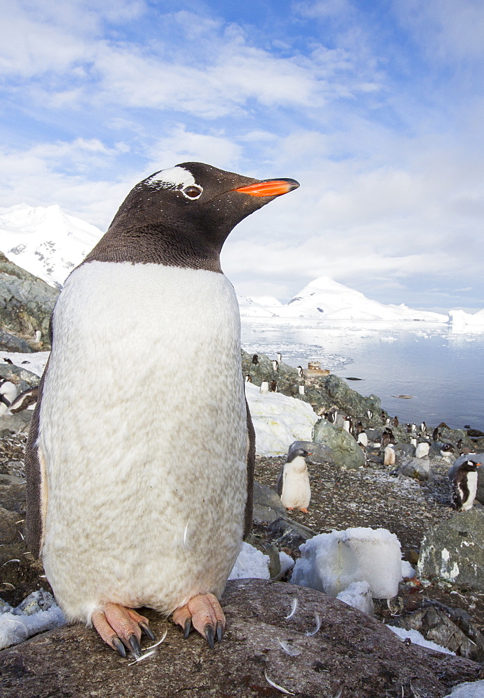 Gentoo Penguins amongst stunning coastal scenery in Paradise Bay off Graham Land on the antarctic Peninsular. the Peninsular is one of the most rapidly warming places on the planet.