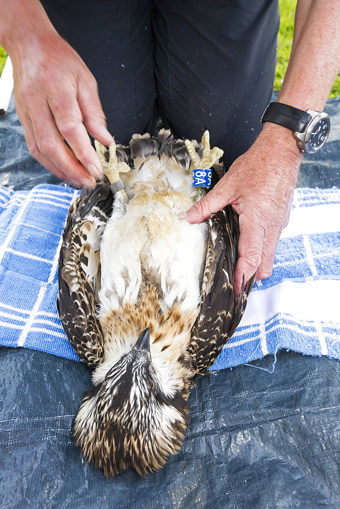 On Friday 11th July 2014, the Young Ospreys that nest on Bassenthwaite in the Lake District National Park, Cumbria, UK, are ringed and fitted with a satelite tracker. they are ringed by Pete Davis, a licensed bird ringer, and the satelite tracker is fitred by Roy Dennis. Roy is theonly person in the UK, licensed to fit satelite trackers to birds of prey. The tracing is part of the Bassenthwaite Osprey project, to see whereabouts in Africa the young migrate to, before returning hopefully to the UK to nest.Ospreys recolonized the Lake district in 2001, after an absence ovf over 150 years. In the last fourteen years of breeding over half a million people have visited the project to view these spectacular fish eating birds.