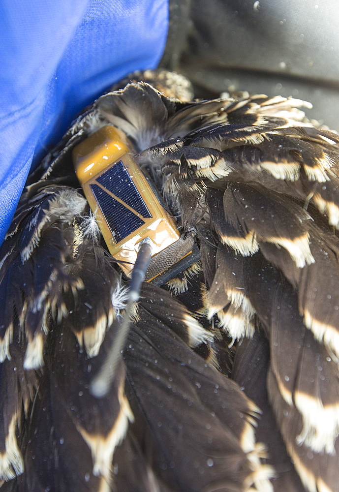 On Friday 11th July 2014, the Young Ospreys that nest on Bassenthwaite in the Lake District National Park, Cumbria, UK, are ringed and fitted with a satelite tracker. they are ringed by Pete Davis, a licensed bird ringer, and the satelite tracker is fitred by Roy Dennis. Roy is theonly person in the UK, licensed to fit satelite trackers to birds of prey. The tracing is part of the Bassenthwaite Osprey project, to see whereabouts in Africa the young migrate to, before returning hopefully to the UK to nest.Ospreys recolonized the Lake district in 2001, after an absence ovf over 150 years. In the last fourteen years of breeding over half a million people have visited the project to view these spectacular fish eating birds.