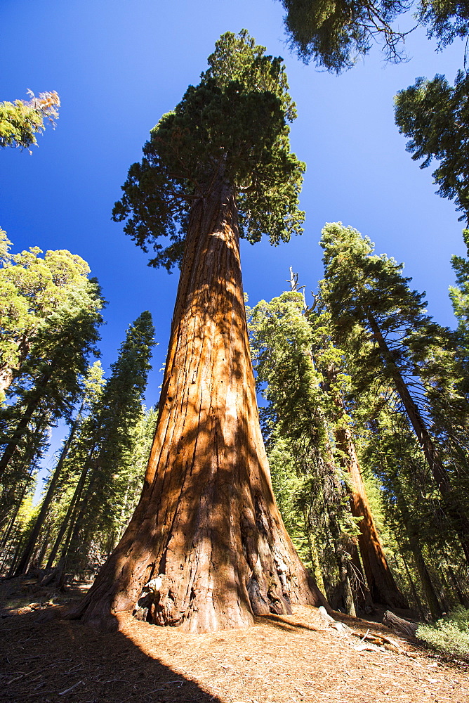 Giant Redwood, or Sequoia, Sequoiadendron giganteum, in Sequoia National Park, California, USA.