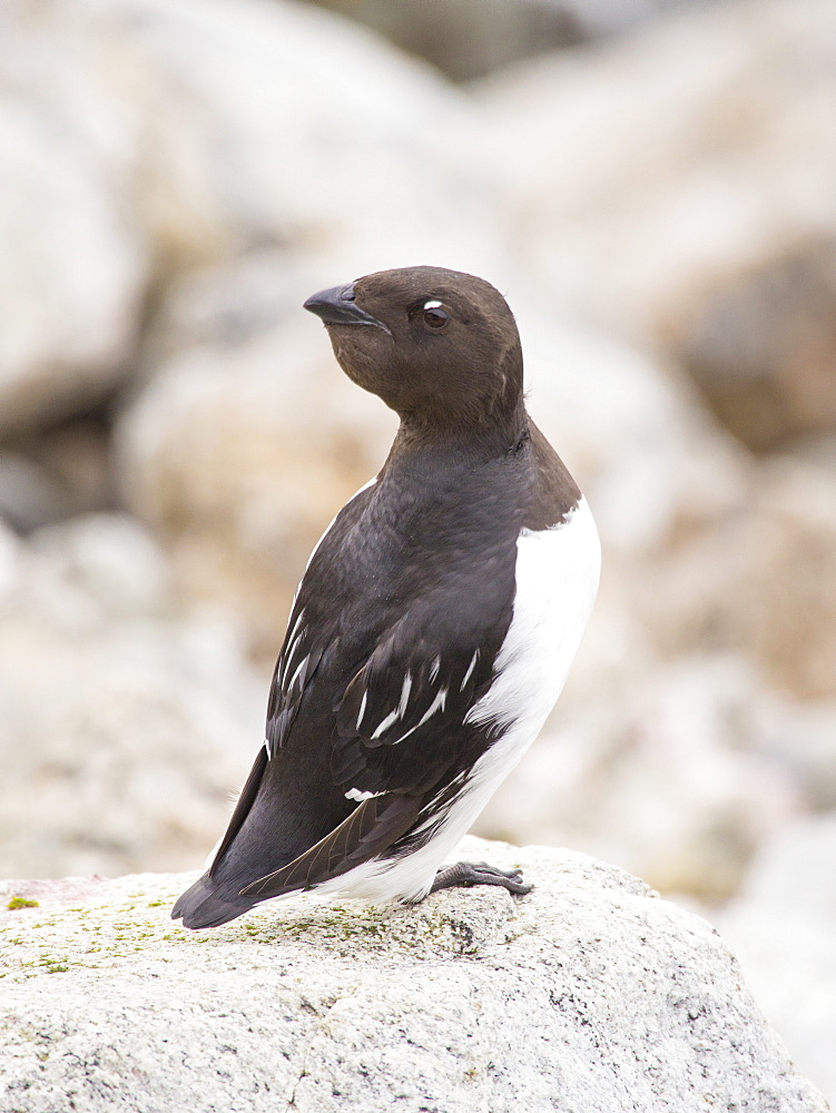 A Little Auk or Dovekie (Alle alle) at a nesting colony at Sallyhamna (79¬851‚Äôn 11¬823‚Äôe) on the north coast of Spitsbergen, Svalbard. These small Auks are specialist Arctic birds and only nest in the far north.