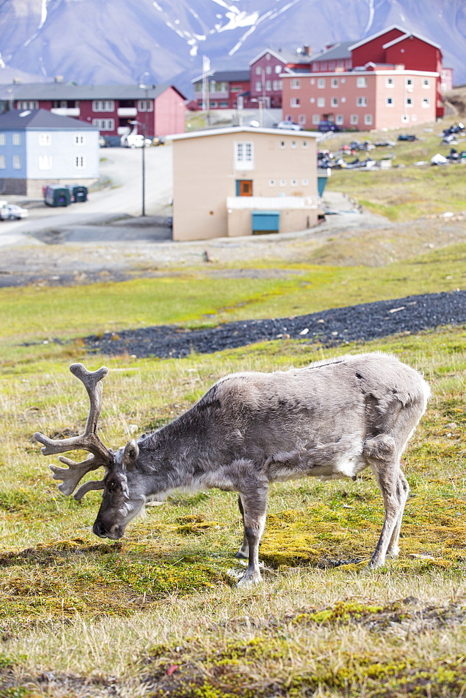 A male Svalbard Rheineer (Rangifer tarandus) moulting in summer with his antlers still in velvet in Longyearbyen, Svalbard.