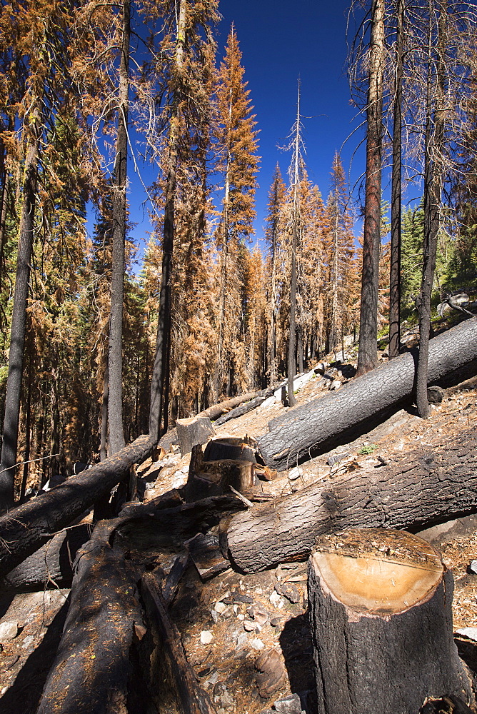 Wildfire damage in Yosemite National Park, California, USA. Most of California is in exceptional drought, the highest classification of drought, which has lead to an increasing number of wild fires.