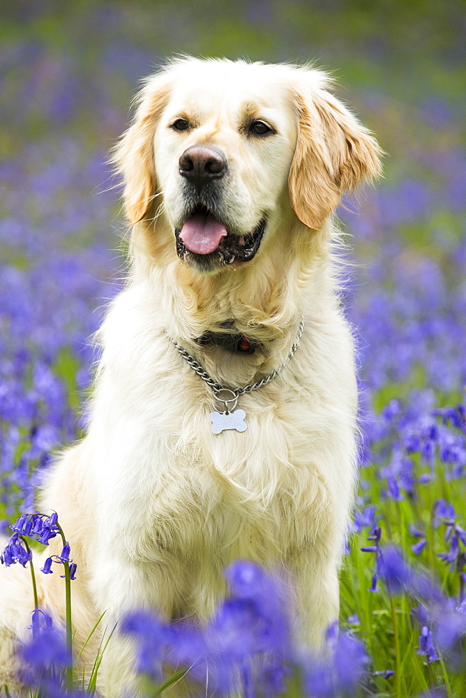 A Golden Retriever dog in Bluebells in Jiffy Knotts wood near Ambleside, Lake District, UK.