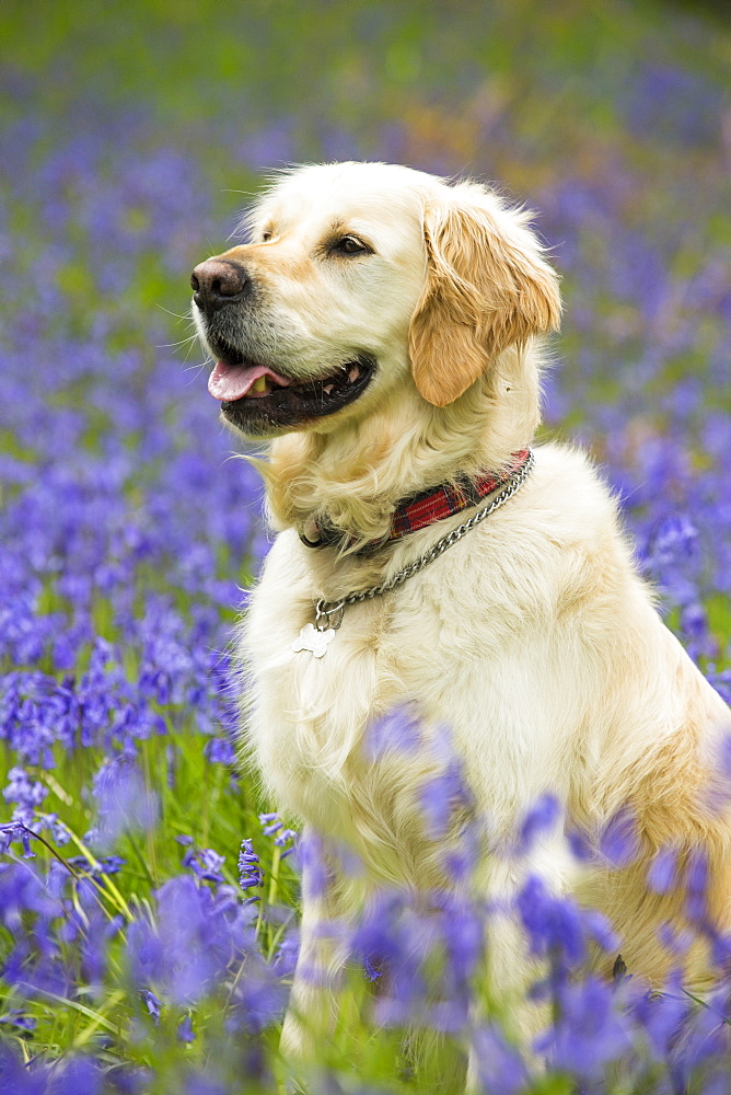 A Golden Retriever dog in Bluebells in Jiffy Knotts wood near Ambleside, Lake District, UK.