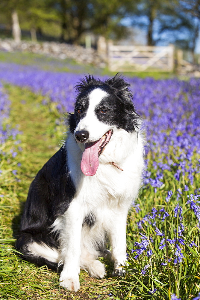 A Border Collie dog amongst Bluebells above Austwick, Yorkshire Dales, UK.