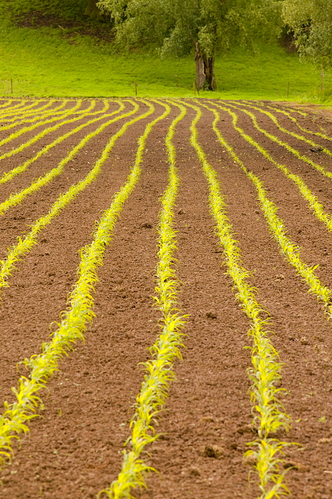 A field of planted maize near Tewkesbury, Gloucestershire, England, United Kingdom, Europe