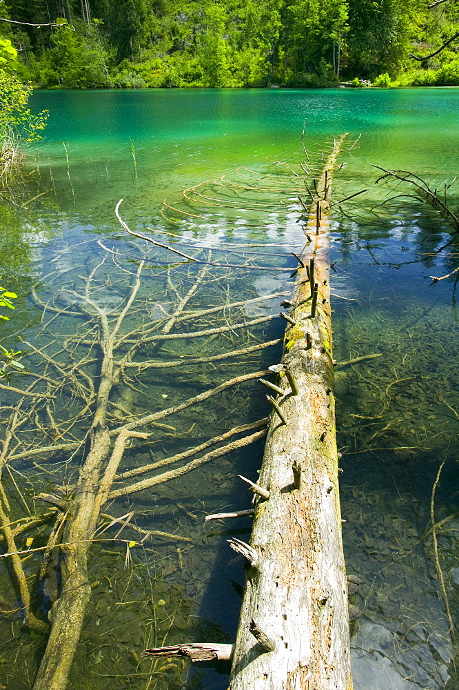 A fallen log in Lake Cresta near Flims, Graubunden, Switzerland, Europe