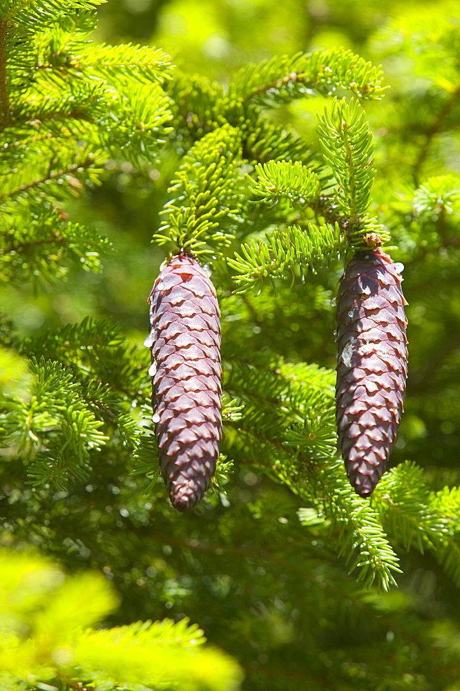 Pine cones exuding resin