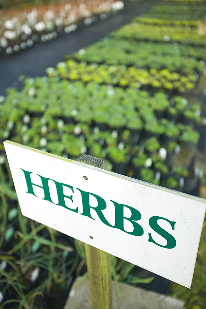 Herbs in a nursery