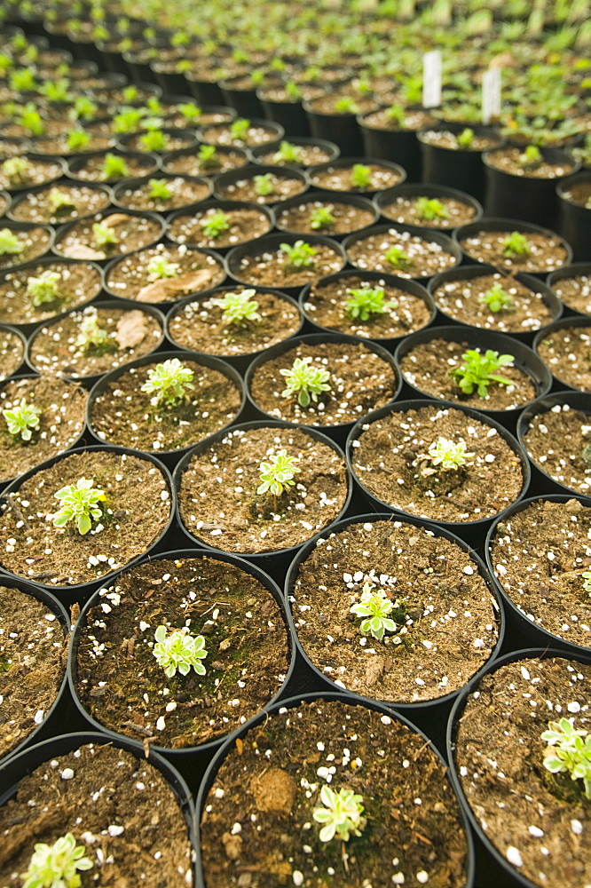 Plants in a nursery