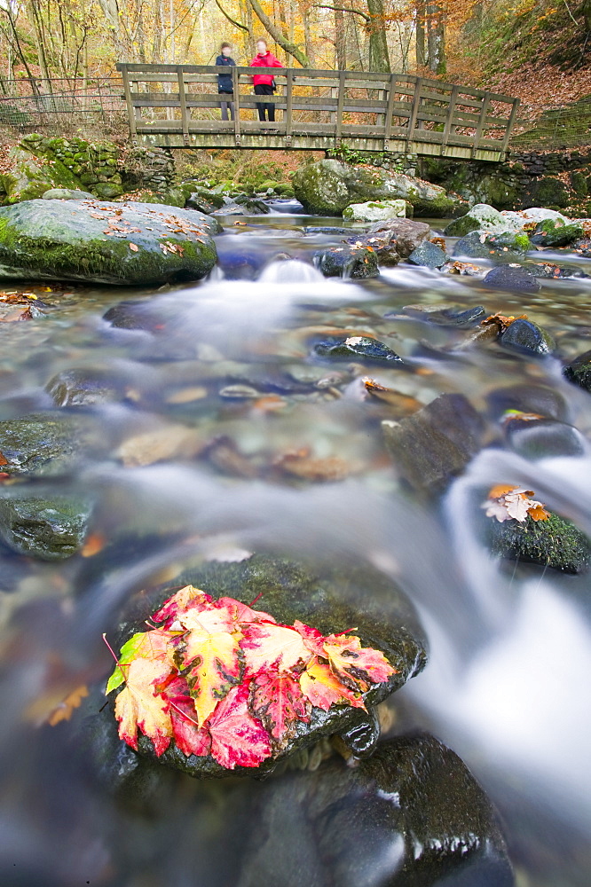 Fallen leaves in Stock Ghyll near Ambleside, Lake District, Cumbria, England, United Kingdom, Europe