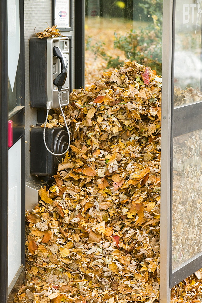 A telephone box near Loughborough full of autumn leaves, Leicesetershire, England, United Kingdom, Europe