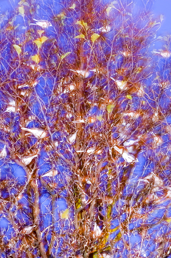 Pied wagtails roosting in a tree in Loughborough, Leicestershire, England, United Kingdom, Europe